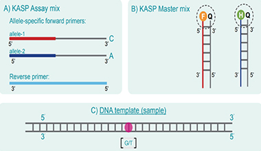 KASP assay